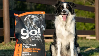 Border Collie dog with tongue out outside beside GO! SKIN + COAT CARE Salmon Recipe bag