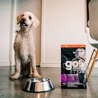 Standard Poodle with bowl beside bag of GO! SOLUTIONS CARNIVORE Grain-Free Chicken, Turkey + Duck Senior Recipe for Dogs