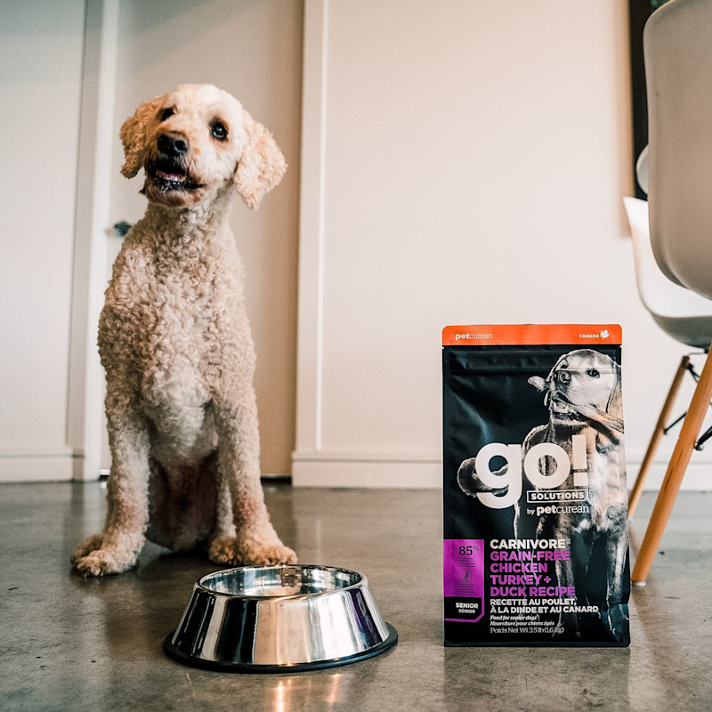 Standard Poodle with bowl beside bag of GO! SOLUTIONS CARNIVORE Grain-Free Chicken, Turkey + Duck Senior Recipe for Dogs
