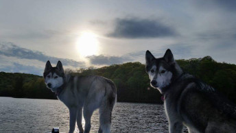 Two husky dogs standing on dock looking at the camera