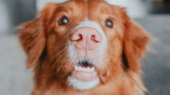 Closeup of Nova Scotia Duck Tolling Retriever