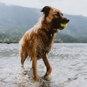 Dog in lake with tennis ball