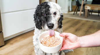 Dog licking wet food from bowl