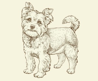 Small breed dog illustration
