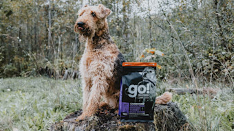 Airedale Terrier dog on tree log beside GO! SOLUTIONS CARNIVORE senior recipe