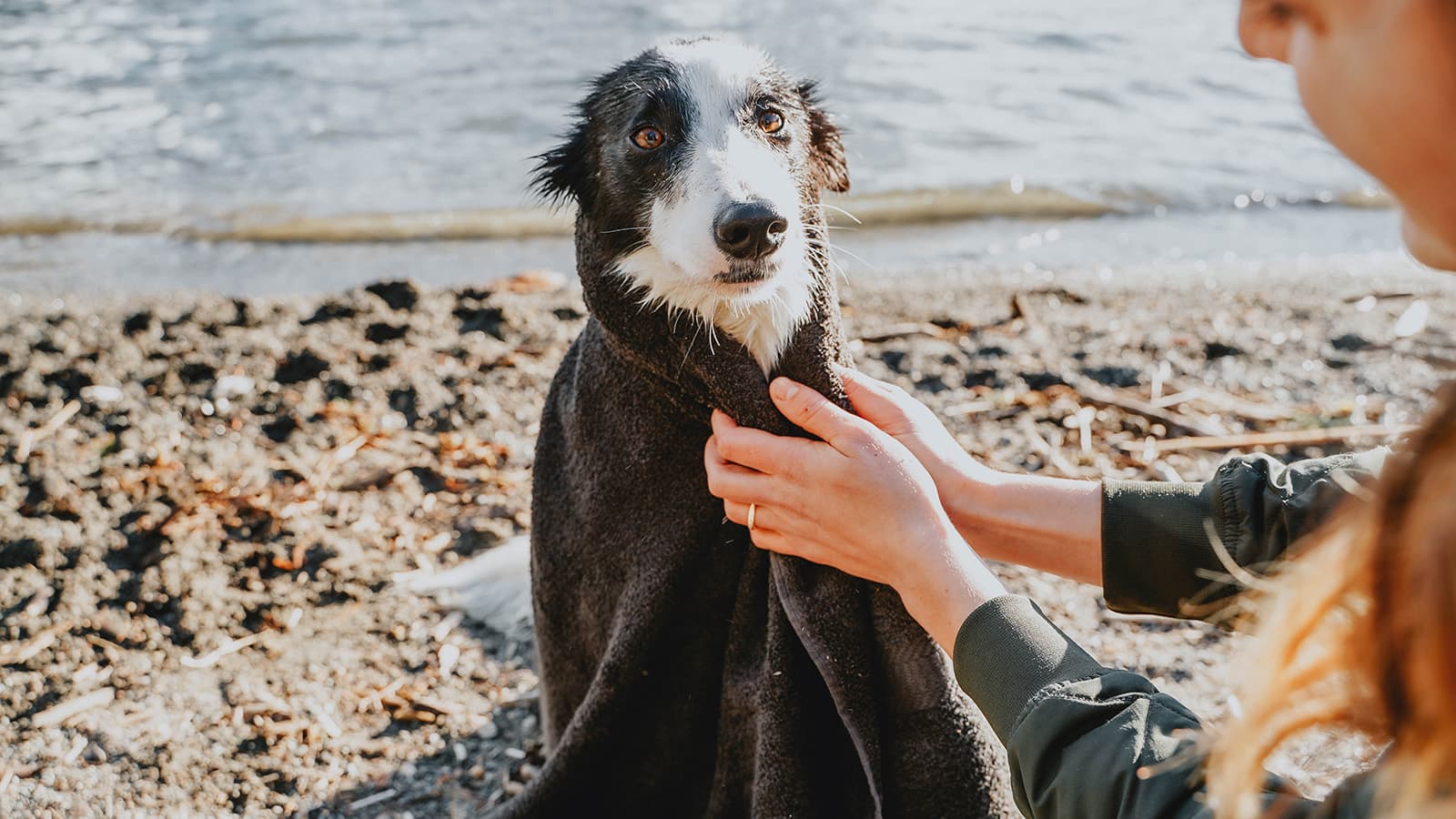 How to Cool Down Your Dog in Hot Weather Go! Solutions
