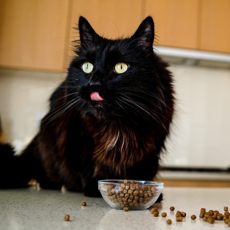 Black long haired cat on kitchen counter eating kibble