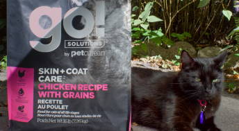 Black cat sitting outside beside GO! SOLUTIONS kibble bag