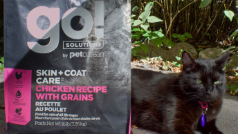 Black cat sitting outside beside GO! SOLUTIONS kibble bag