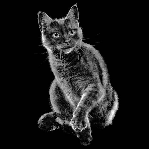 Cat on black background