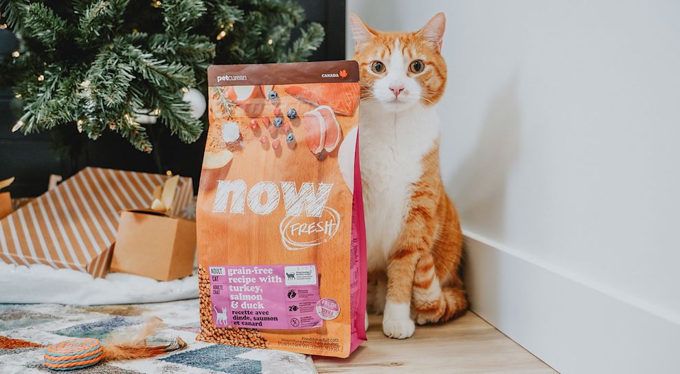 Cat with bag of Now Fresh under Christmas tree