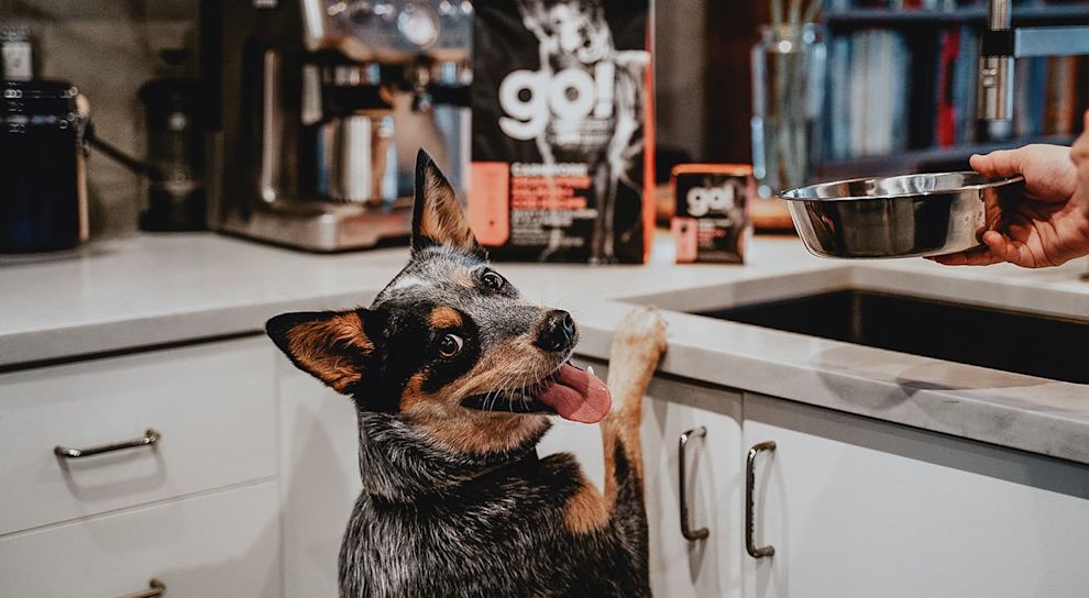 Blue Heeler dog with paws on kitchen counter