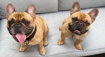 Two French Bulldogs sitting on patio furniture