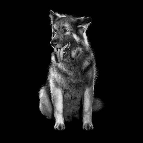 Black and white dog sitting