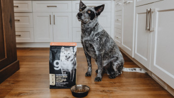 Grey heeler dog sitting in kitchen with GO! SOLUTIONS CARNIVORE Lamb + Boar Recipe bag and bowl
