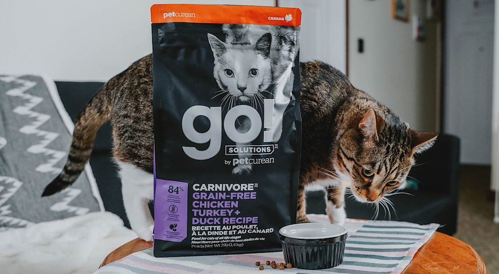 Cat with bowl of Go! Solutions Carnivore kibble on table