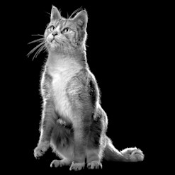 Cat looking up in black and white