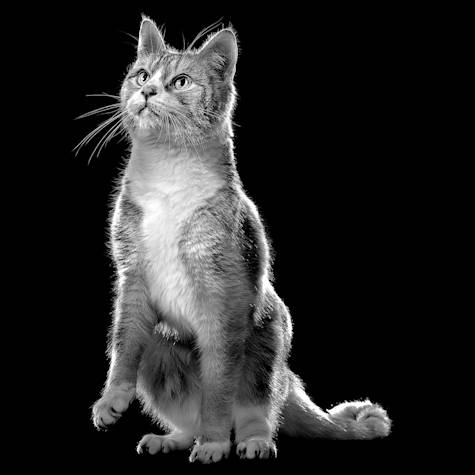 Cat looking up in black and white
