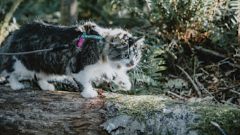 Cat on leash walking on log