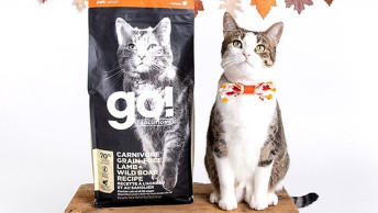 Cat wearing bow tie sitting beside bag of GO! SOLUTIONS cat food