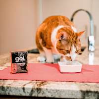 Orange cat eating GO! SOLUTIONS CARNIVORE Grain-Free Salmon + Cod Pâté