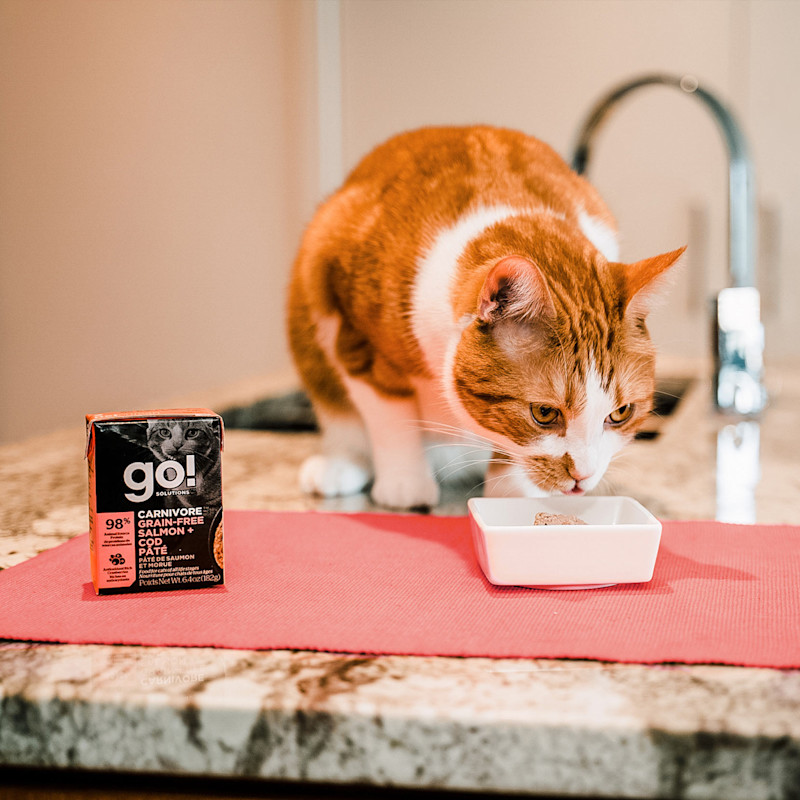 Orange cat eating GO! SOLUTIONS CARNIVORE Grain-Free Salmon + Cod Pâté