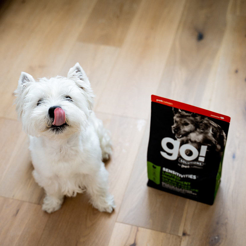 West Highland White Terrier licking its lips beside bag of GO! SOLUTIONS SENSITIVITIES Limited Ingredient Grain-Free Turkey Recipe for Dogs