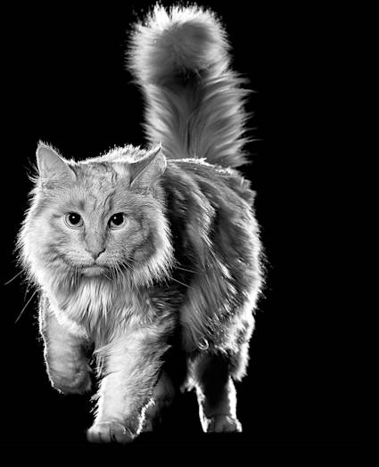 Black and white long haired cat
