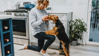 Welsh Terrier getting kibble from pet parent's hand in kitchen