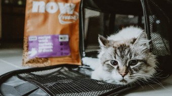 Senior cat in carrier