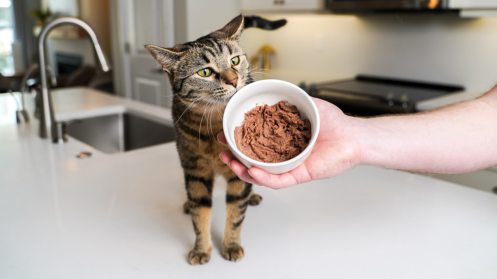 My Cat Won't Eat Wet Food: How to Get a Cat to Eat Wet Food | Now Fresh