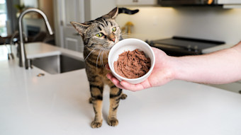 Cat sniffing at bowl of wet cat food