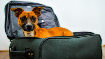Small brown dog sitting inside of black suitcase