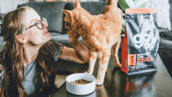 Ginger cat on table snuggling with pet parent