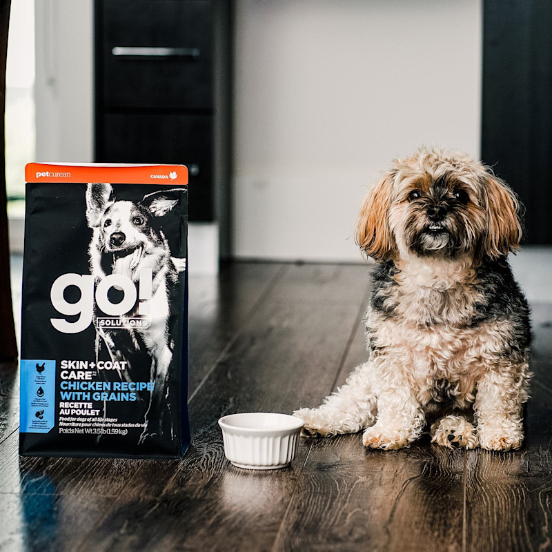 Small breed dog with bowl beside bag of GO! SOLUTIONS SKIN + COAT CARE Chicken Recipe with Grains dry food