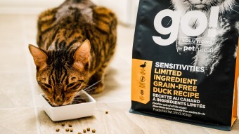 Tabby cat eating GO! SOLUTIONS SENSITIVITIES Limited Ingredient Grain-Free Duck Recipe kibble