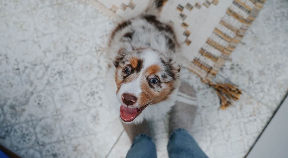 Happy puppy at owner's feet