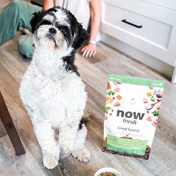 Now Fresh Small Breed Adult Good Gravy Chicken Recipe Dry Dog Food