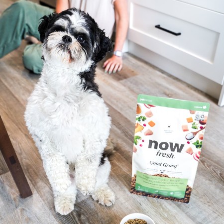 Shih Tzu standing on hind legs with bag of Now Fresh Good Gravy