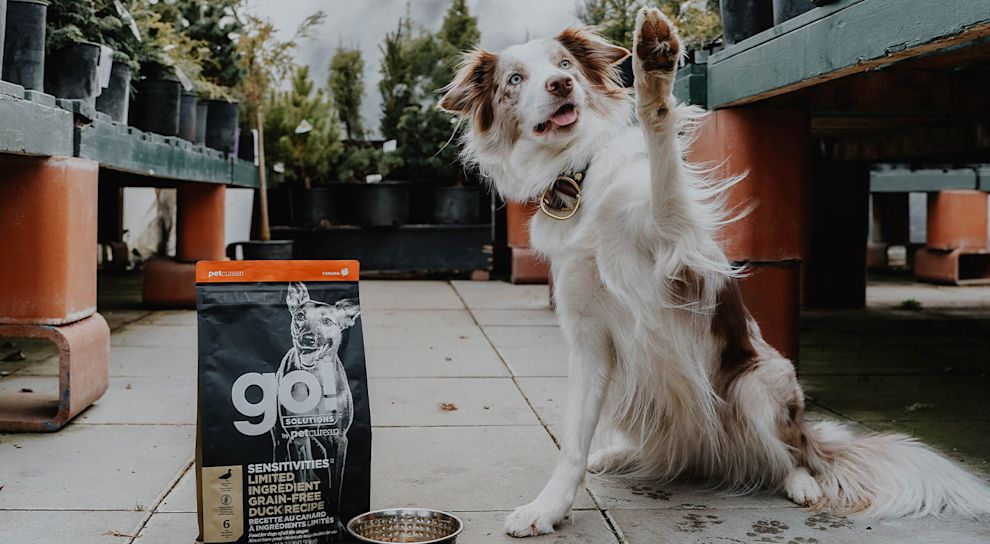 Dog giving high five surrounded by plants