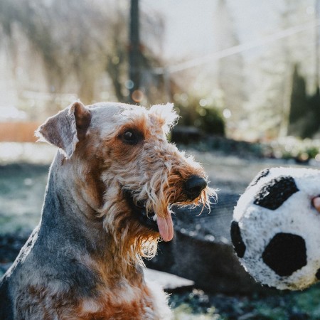 Airedale Terrier with soccer ball toy