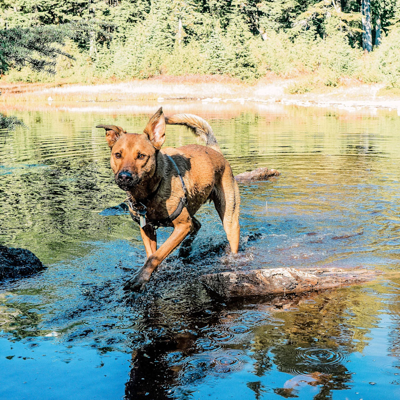 Formosan Mountain Dog in river
