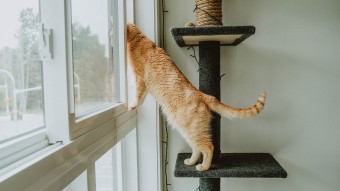 Orange tabby cat on scratcher looking out window