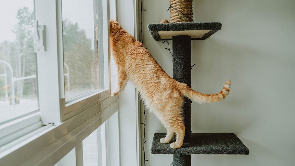 Orange tabby cat on scratcher looking out window