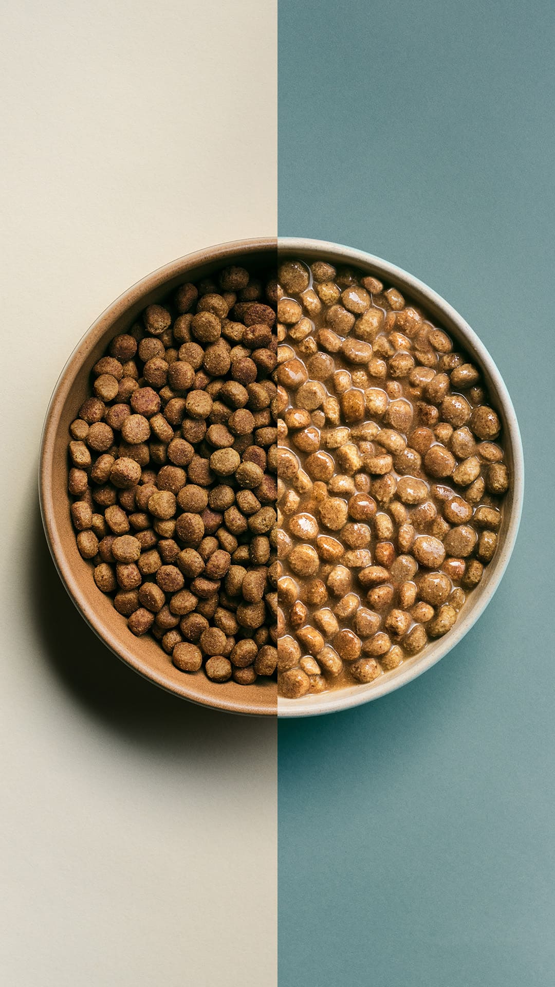 ドッグフード now fresh Good Gravy NOW FRESH Good Gravy Ancient Grains Adult Chicken Recipe Dry Dog