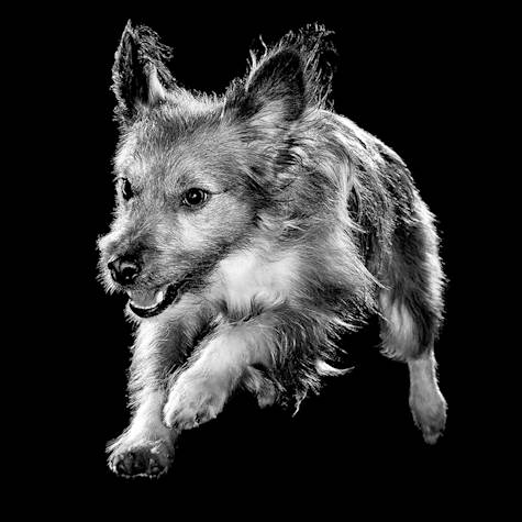 Black and white terrier jumping