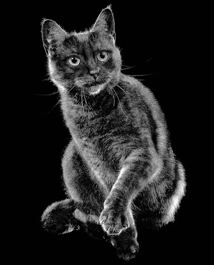 Cat on black background