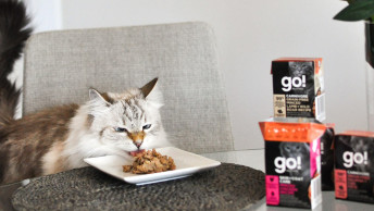 GO-SOLUTIONS-Siberian-cat-at-table-licking-food-out-of-plate-besise-Tetra-Pak-cartons