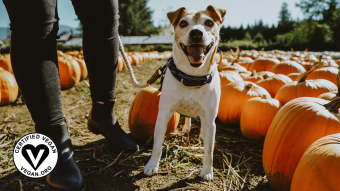 Jack Russell Terrier dog in pumpkin patch