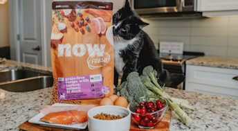 Cat smelling bag of Now Fresh kibble